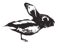 Duck Rabbit Coffee logo